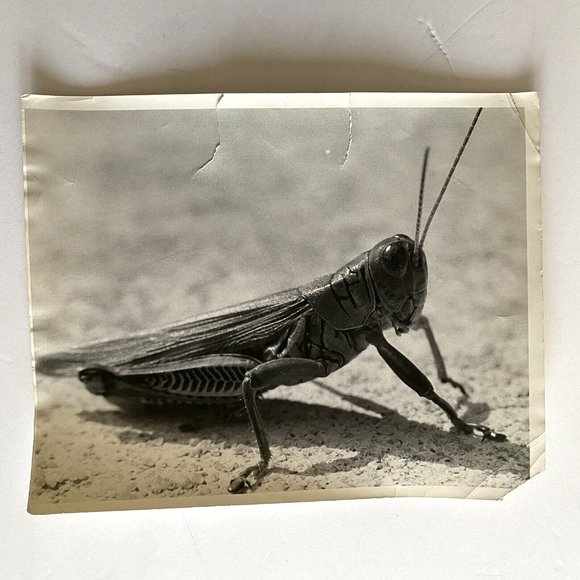 c1970 Original Grasshopper Black White Photograph Steven Willhite Glen Ellen IL - Picture 2 of 8